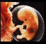 Embryo2