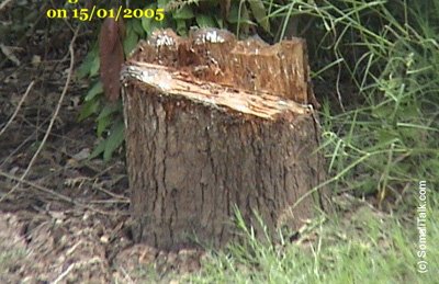 Geedka Cambaha ah oo ay soo hartay Guntiisa