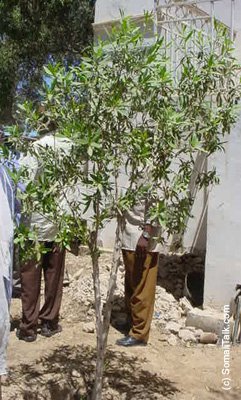 GeedkamidaGeedaha labeeray Munaasabadii hore oo kubeeran Xarunta Wasaarada