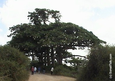 Geedkii Cambaha ooTaagan intaaan la Jarin