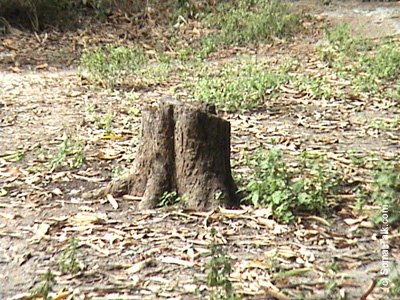 Geedkii oo ay soo hartay Guntiisa